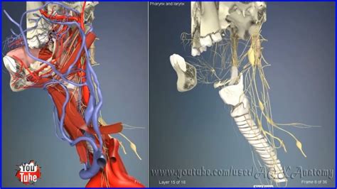 Pharynx And Larynx 3d Human Anatomy Organs Youtube