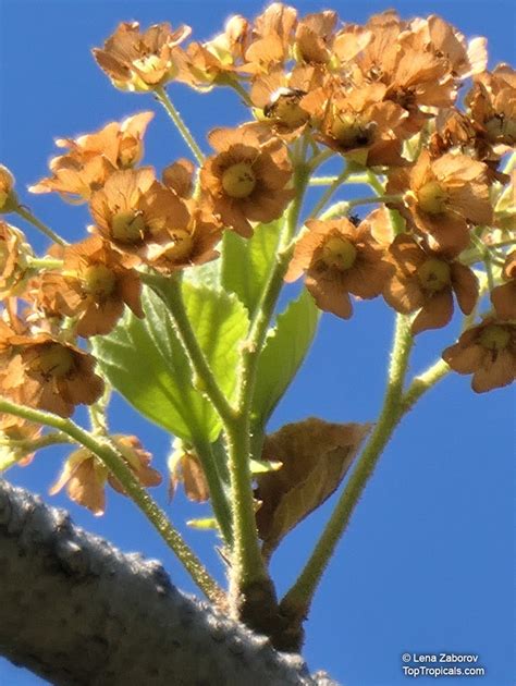 Dombeya Rotundifolia Wild Pear