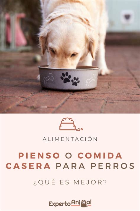 Pin en Alimentación para perros y recetas caseras