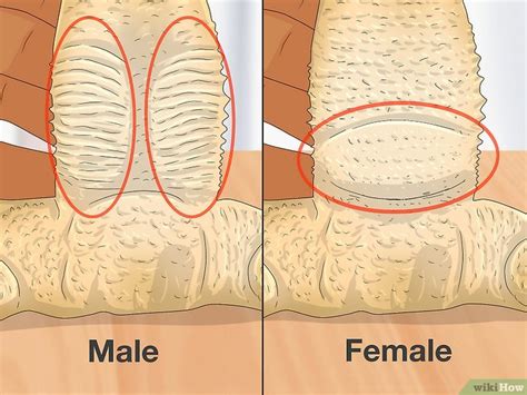 How To Tell The Sex Of A Bearded Dragon Accurate Methods