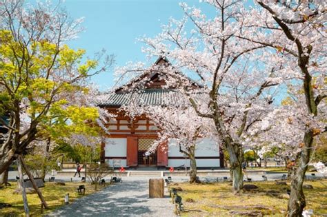 Kyoto Sakura Season Guide: Everything You Need to Know for Your Trip