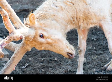 White old deer close-up. A white deer with wool antlers took a fighting ...