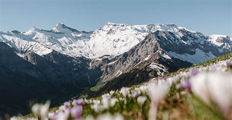 Tschentenalp Schermtanne Adelboden Bergfex Wanderung Tour