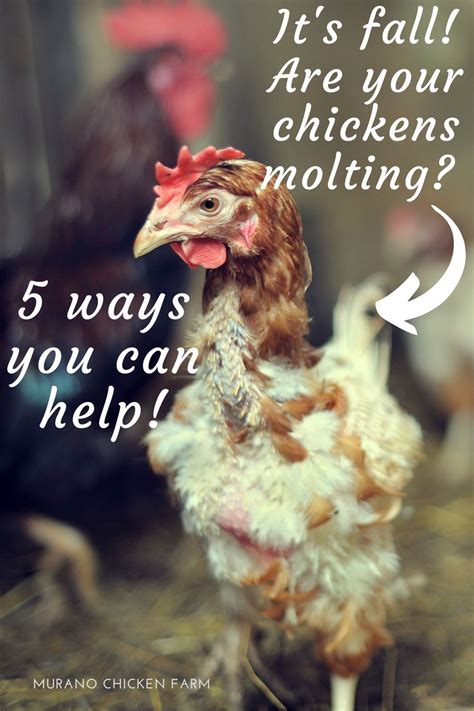 Are Your Chickens Molting 5 Ways You Can Help Molting Chickens