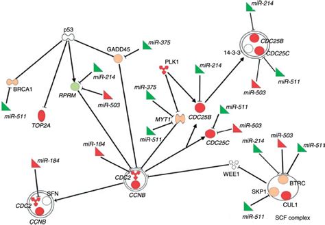 Cell Cycle G M Dna Damage Checkpoint Regulation As The Top Canonical