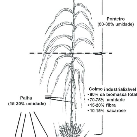 1 Desenho esquemático de uma planta de cana de açúcar suas partes