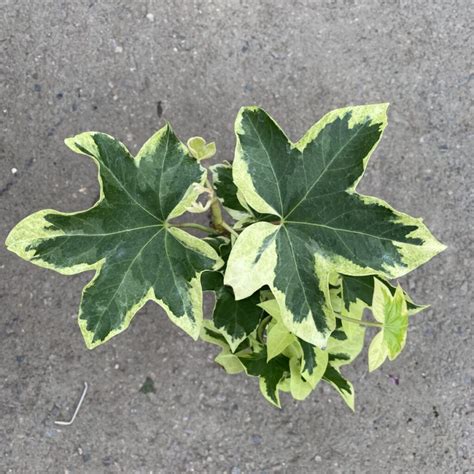 Variegated Ivy Tree Fatshedera Lizei Variegate Tropicals