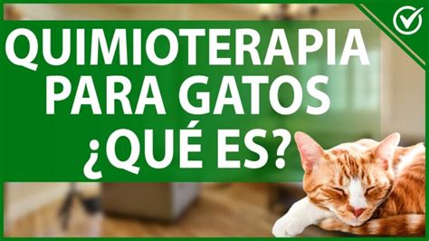 Efectos Secundarios De Tratamientos En Gatos Lo Que Debes Saber