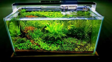 Aquascaping for beginners 1 Planted Aquarium, Aquarium Aquascape, Aquarium Garden, Aquarium Fish ...