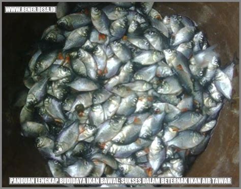 Panduan Lengkap Budidaya Ikan Bawal Sukses Dalam Beternak Ikan Air