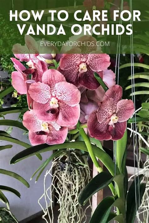 Vanda Orchid Care Guide Everyday Orchids