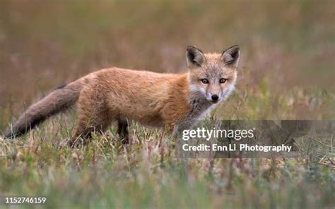 Young Fox Portrait High-Res Stock Photo - Getty Images