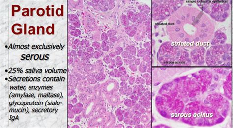 Salivary Gland structure and Secretion Flashcards | Quizlet
