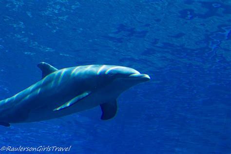 Under the Sea at the Aquarium of Genoa - RaulersonGirlsTravel