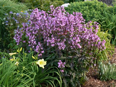 Penstemon Midnight Niska Cena Na Allegro Pl