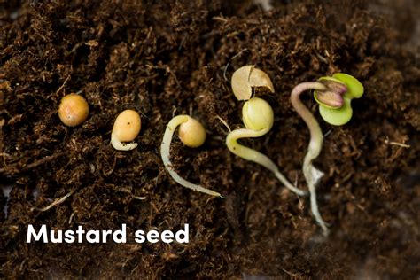 Understanding Seeds Whats Inside And How Germination Happens The Seed Collection