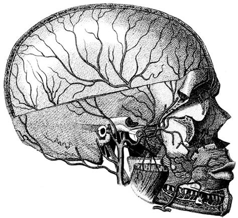 Items Similar To Real Skull Human Anatomy The Human Skull Old