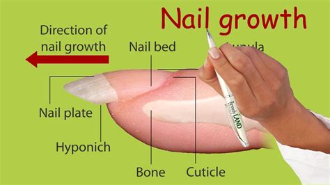 Nail Bed Receding Causes Nail Ftempo