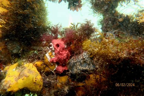 Demosponges From Moonta Bay Jetty On February 6 2024 At 0433 Pm By