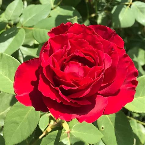 Raindrops on roses #garden | Rose, Plants, Garden photos