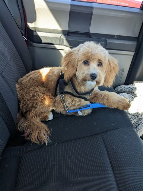 Before And After First Full Groom Rgoldendoodles