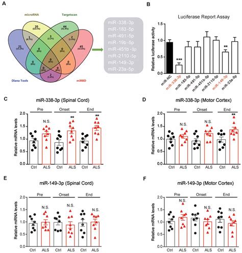 Frontiers Decreased Glycogenolysis By Mir 338 3p Promotes Regional