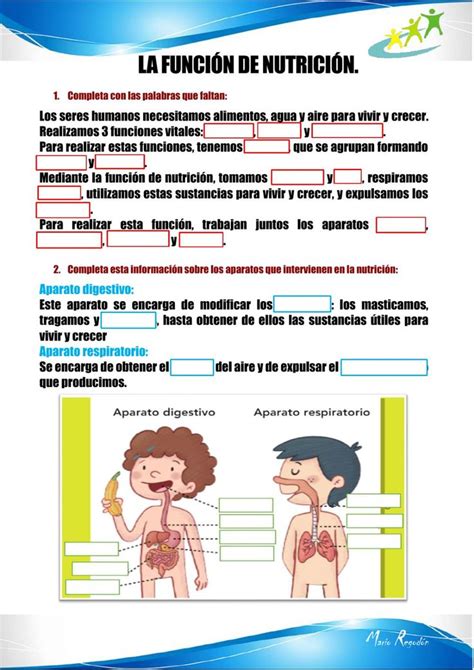 Ficha online de La función de nutrición Educativo Sistemas