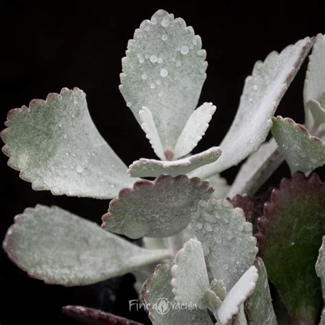 Kalanchoe pumila Finca Drácula