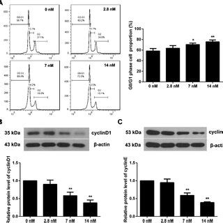 Triptolide Inhibits Proliferation Of Mc T E Cells A Cell