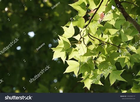 Chinese Sweet Gum Liquidambar Formosana Stock Photo 1359596177