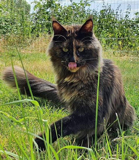 Dilute Tortie The Cat With Tortitude Petskb