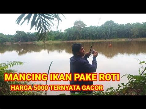 Mancing Ikan Pake Roti Harga Ternyata Gacor Youtube