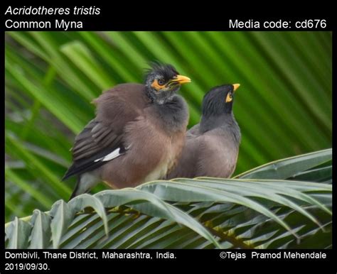 Acridotheres Tristis Linnaeus Common Myna Birds