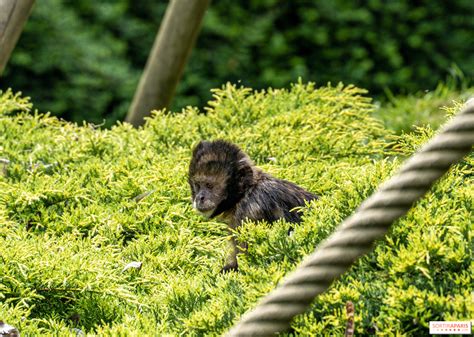 Album Photos Zoo De Beauval