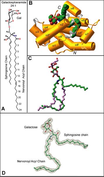 Glycolipid Structure