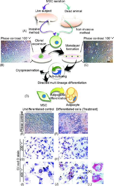 Isolation Of Porcine Mesenchymal Stem Cells Mscs And Induction Of