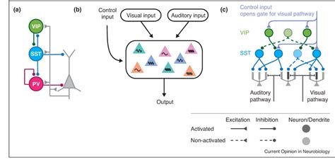 Figure From A Disinhibitory Circuit Motif And Flexible Information