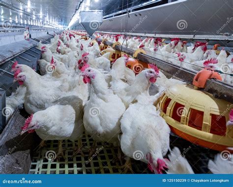 Poultry Farm With Broiler Breeder Chicken Stock Image Image Of Layer