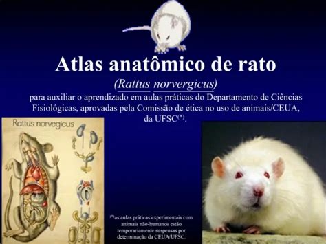 Ppt Atlas Anat Mico Del Hueso Temporal Powerpoint Presentation Free