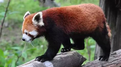 Sikkim Red Panda Winter Carnival Sikkim Tourism