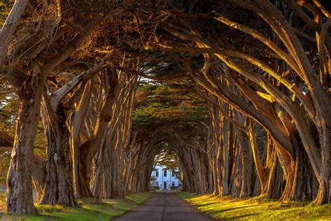 Magical Tree Tunnels You Should Definitely Take A Walk Through