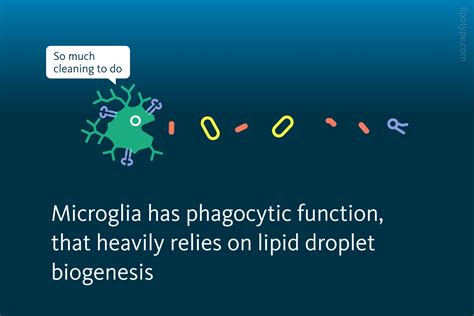 Lipid Metabolism Impacts Remyelination Lipotype Gmbh