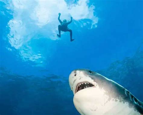 Shark Eats Man Alive as Tourists Watch | internewsgroup