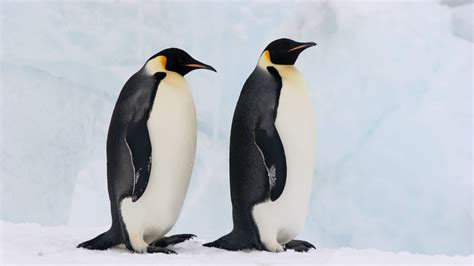 Gay Penguin Couple Adopt An Abandoned Egg In Berlin Zoo