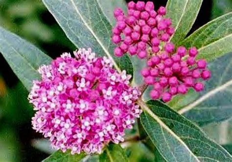 Asclepias Incarnata Cinderella Swamp Milkweed Butterfly Gardens To Go