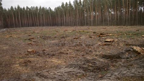 Deforestation Naked Piece Of Land In The Forest After Cutting Down