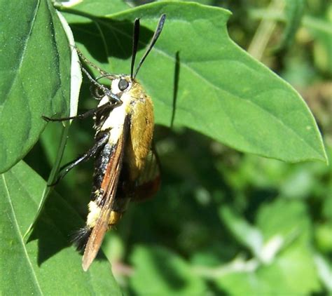 Snowberry Clearwing Moth Project Noah