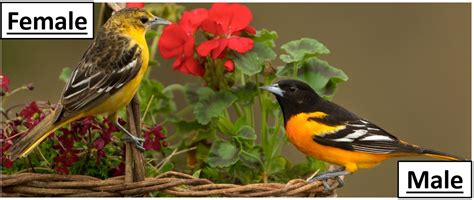 8 Types Of Orioles Found In The United States 2024 Bird Watching HQ