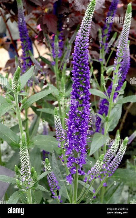 Tall Purple Flowers On Stalk