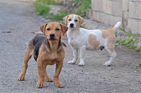 O que fazer quando o cachorro foge? - Porto Filhote